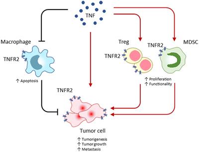 TNF Receptor 2 Makes Tumor Necrosis Factor a Friend of Tumors